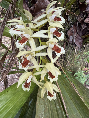 Coelogyne asperata observed 2026-09-24