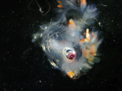 Nanomia septata