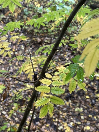 Наблюдение на iNaturalist
