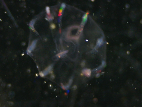 Dryodora glandiformis
