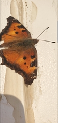 Nymphalis