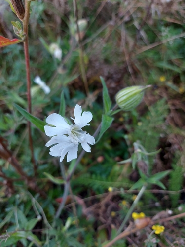 white campion