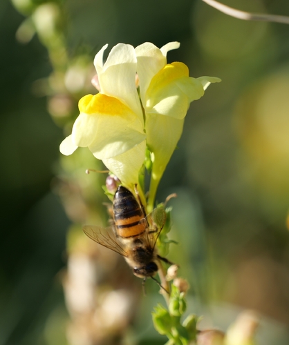 Western Honey Bee