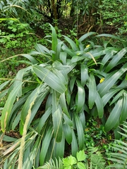 Setaria palmifolia, photograph author not stated, no rights reserved