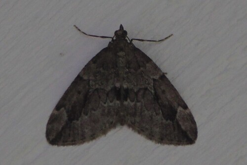 Juniper Carpet