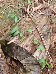 Smilax glyciphylla