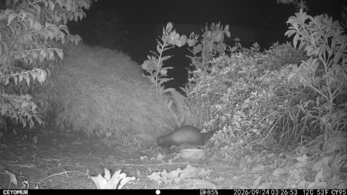 Western Polecat