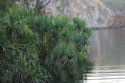 Pandanus aquaticus, photograph 1