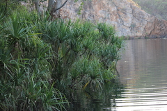 Pandanus aquaticus, photograph (c) Stella Fish, some rights reserved (CC BY)