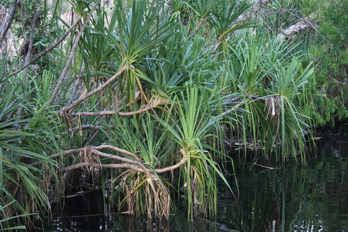Pandanus aquaticus