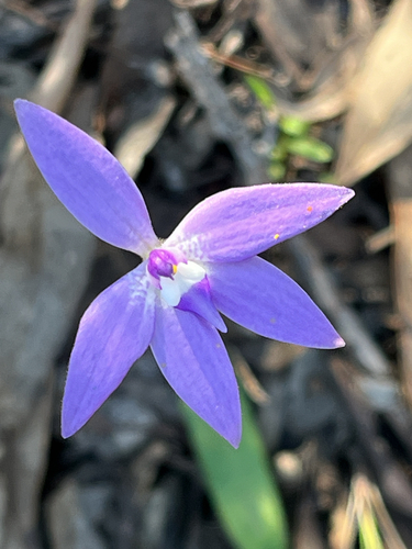 Waxlip Orchid