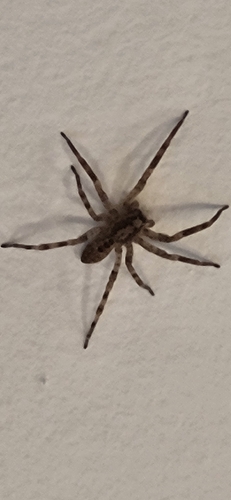 Mediterranean Spiny False Wolf Spider