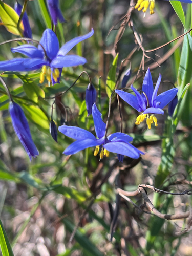 nodding blue lily