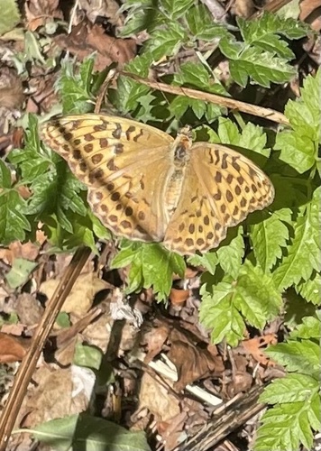 Silver-washed Fritillary