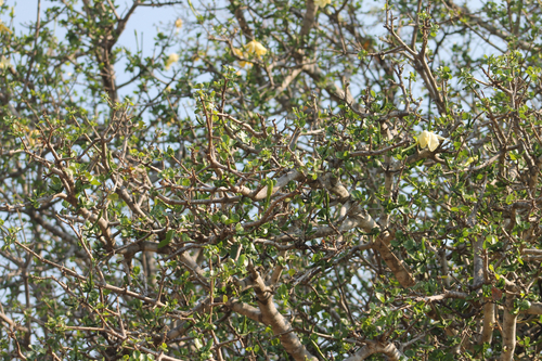 Gardenia volkensii, photograph 3
