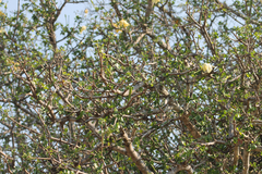 Gardenia volkensii, photograph (c) Rebecca Ryen-Stols, some rights reserved (CC BY-SA)