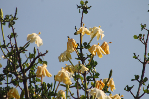 Gardenia volkensii, photograph 1