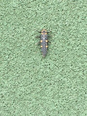 Coccinella septempunctata