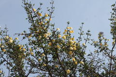 Gardenia volkensii, photograph (c) Rebecca Ryen-Stols, some rights reserved (CC BY-SA)