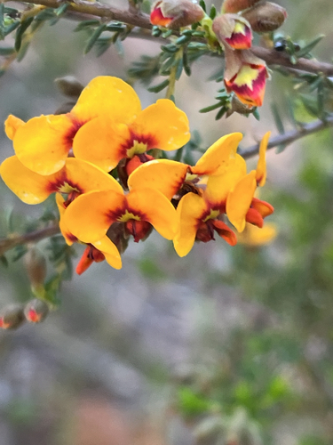 small-leaf parrot-pea