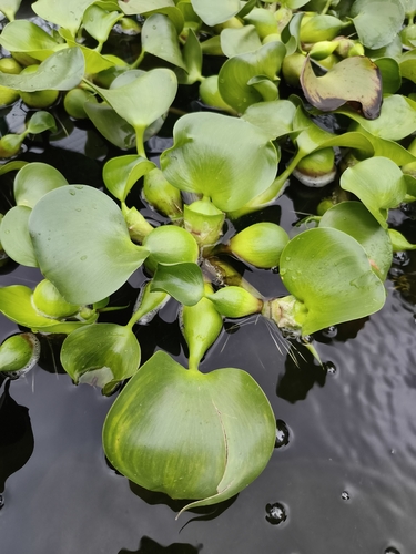 common water hyacinth