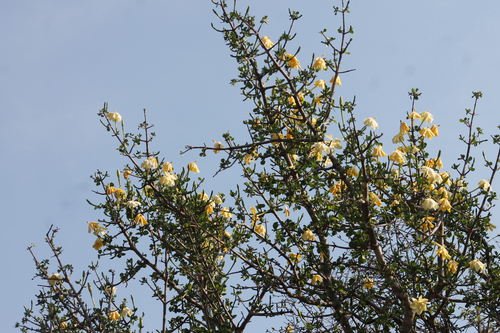 Gardenia volkensii