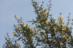 Gardenia volkensii