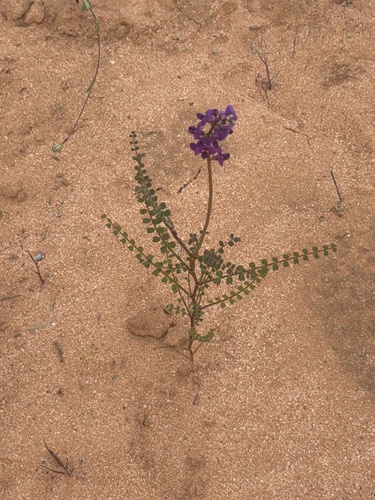 Swainsona microphylla, 2026-09-24