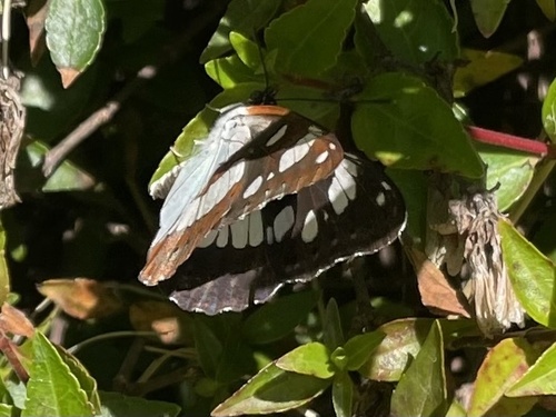 Southern White Admiral