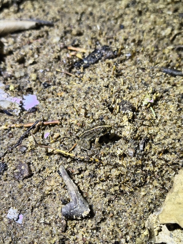 Common Paddy Field Frog