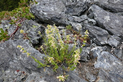 Penstemon deustus