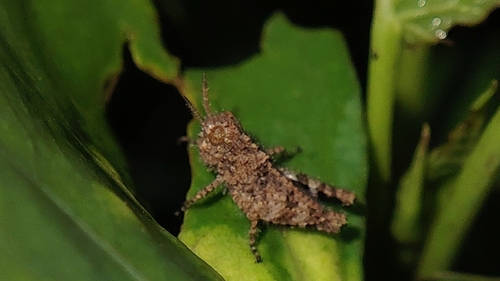 Carinate Locust