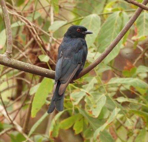 Fork-tailed Drongo