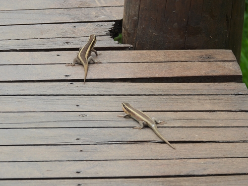 African Striped Skink