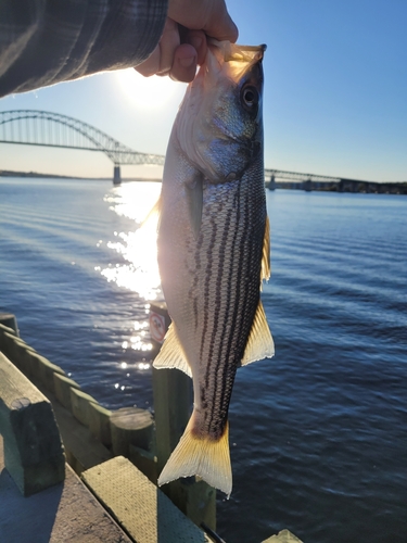 Striped Bass