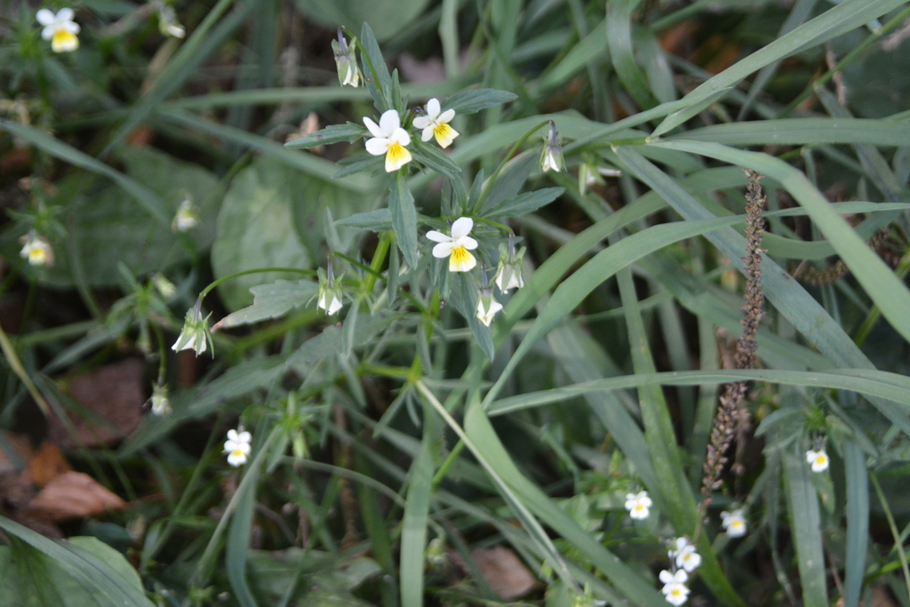 Viola arvensis; photograph author not stated, no rights reserved