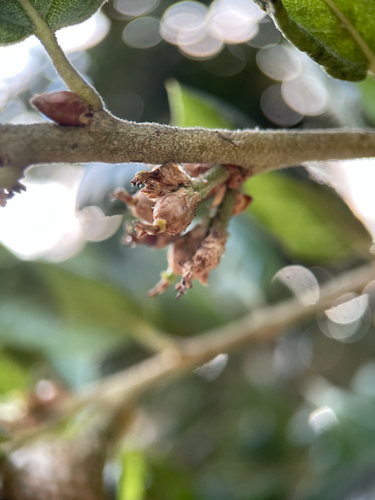 Quercus agrifolia, photograph 5