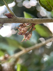 author not stated, no rights reserved Quercus agrifolia, photograph author not stated, no rights reserved