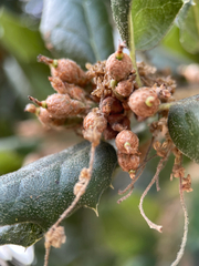 author not stated, no rights reserved Quercus agrifolia, photograph author not stated, no rights reserved