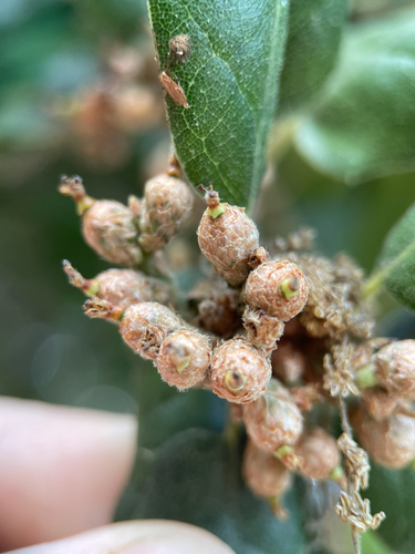 Quercus agrifolia, photograph 4