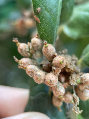 author not stated, no rights reserved Quercus agrifolia, photograph author not stated, no rights reserved