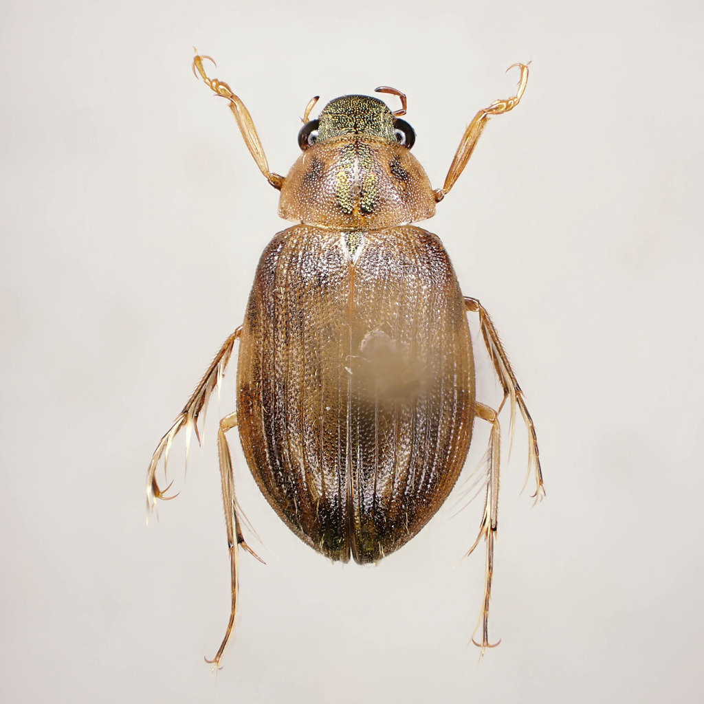 Berosus punctatissimus