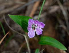 Schelhammera undulata, photograph (c) Paul Whitington, some rights reserved (CC BY)