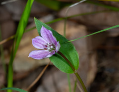 Schelhammera undulata, photograph (c) Paul Whitington, some rights reserved (CC BY)