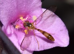 Nuntianus
