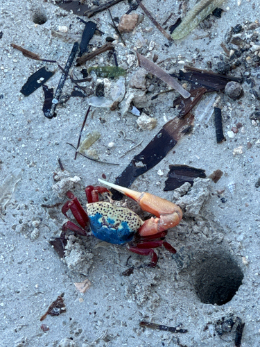 Gelasimus tetragonon observed 2026-09-24