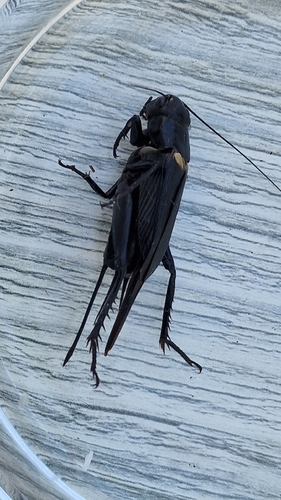 Southern Field Cricket