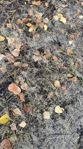 Little Lovegrass