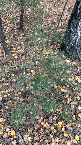 Scots pine