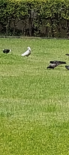 Feral Pigeon